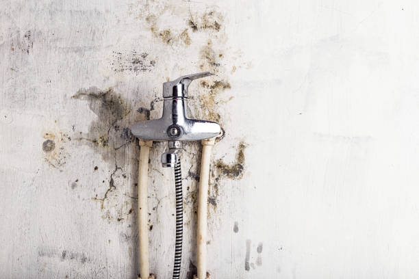 Best Mold Testing  in Robinwood, MD