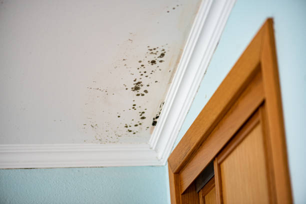 Best Toxic Mold Removal  in Robinwood, MD