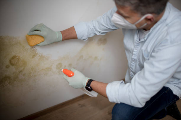 Best Home Mold Removal  in Robinwood, MD