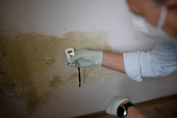 Best Fast Mold Removal  in Robinwood, MD