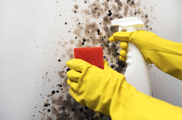 Best Certified Mold Removal  in Robinwood, MD