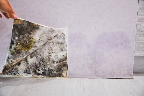 Best Fast Mold Removal  in Robinwood, MD